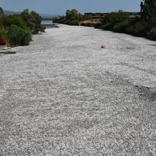 Autoritățile din Volos încep curățarea a sute de mii de pești morți din portul turistic