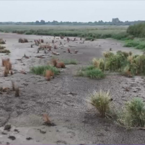 Delta Neajlovului, o zonă unică din țară, pe cale de dispariție din cauza secetei