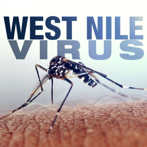 Numărul cazurilor de infecție cu virusul West Nile ajunge la 27, iar trei oameni au murit