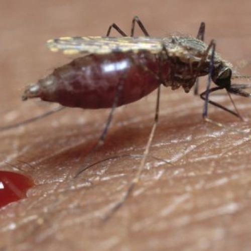 Situație fără precedent în județul Botoșani: Interdicție la donarea de sânge din cauza virusului West Nile