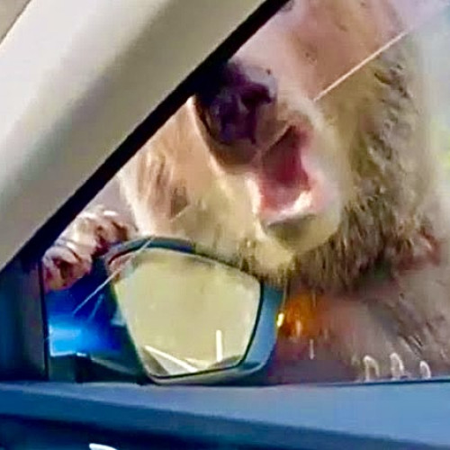 Urs atacă o mașină pe Transfăgărășan