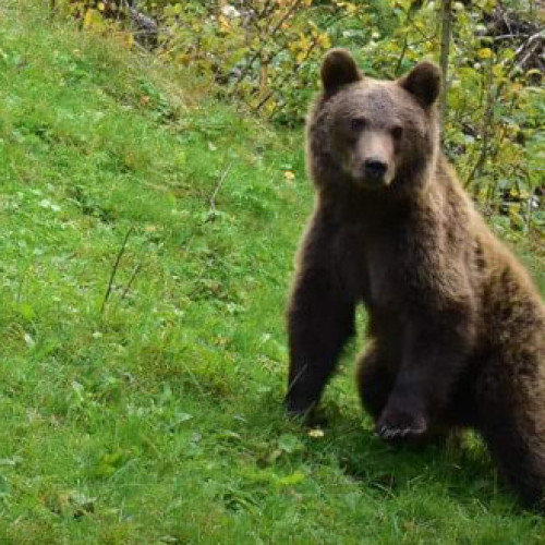 Numărul urșilor din Harghita depășește de trei ori limita optimă