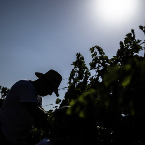 Seceta afectează grav agricultura din Serbia și regiunea Balcanilor