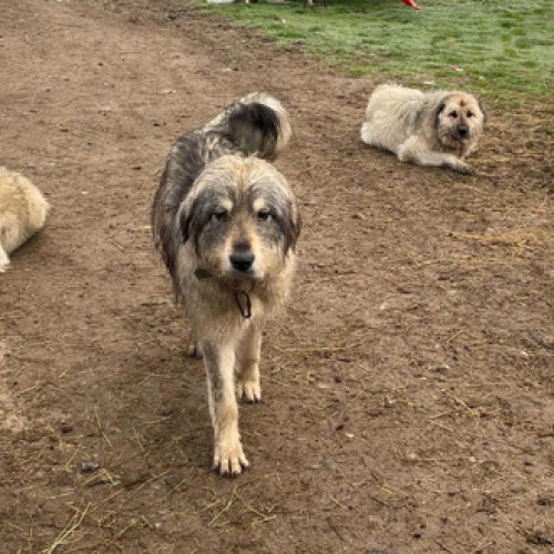 Un băiat de 11 ani a decedat după un atac al câinilor din gospodărie