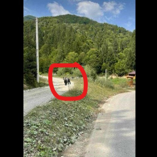 Atenționare pentru cetățeni: Urs observat în zona de agrement din Tomnatec