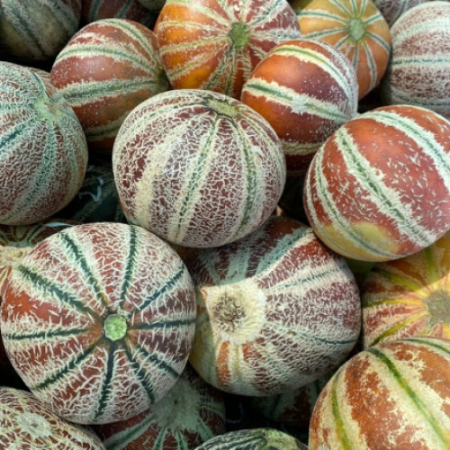 Pepenele Kajari, o specialitate indiana aclimatizata la Buzau