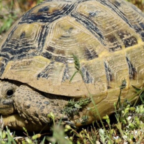 Sucevean prins de poliție pentru vânzarea ilegală a unei broaște țestoase protejate