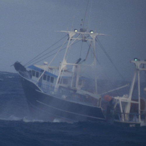 Dispariția crabilor din Marea Bering alarmantă pentru ecosistemul arctic