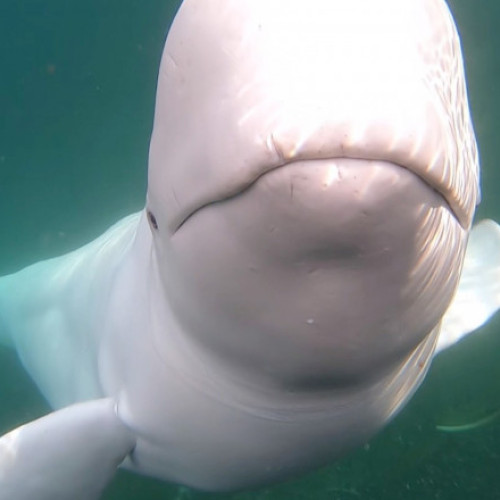 Hvaldimir, beluga celebră, găsită moartă în Norvegia