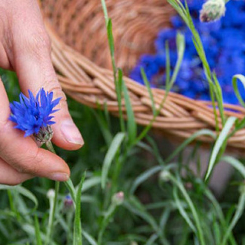 Raluca Olaru, vraci contemporan din Covasna, promovează medicina tradițională prin plante