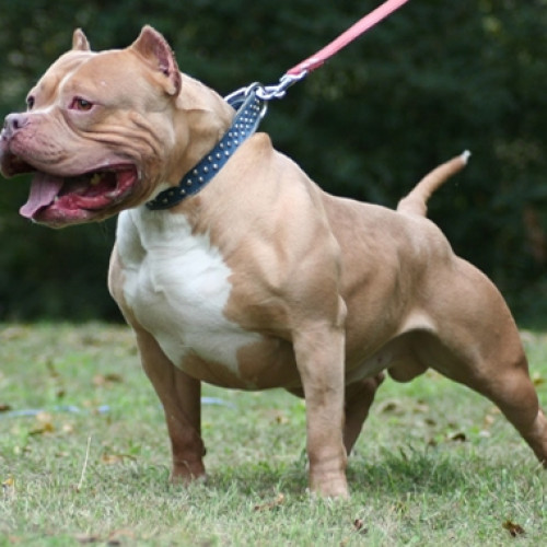 Incident tragic în Harghita: Moartea unui copil de 11 ani din cauza atacului câinilor