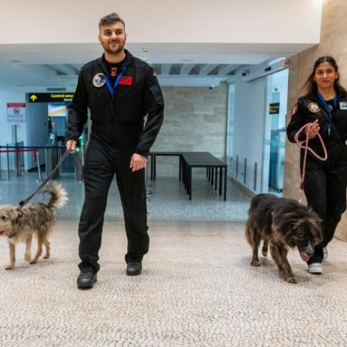 BIAS 2024 promovează adopția animalelor de companie