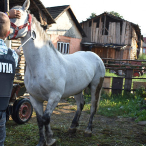 Amenzi de aproape 350.000 de lei pentru nerespectarea protecției animalelor în Harghita
