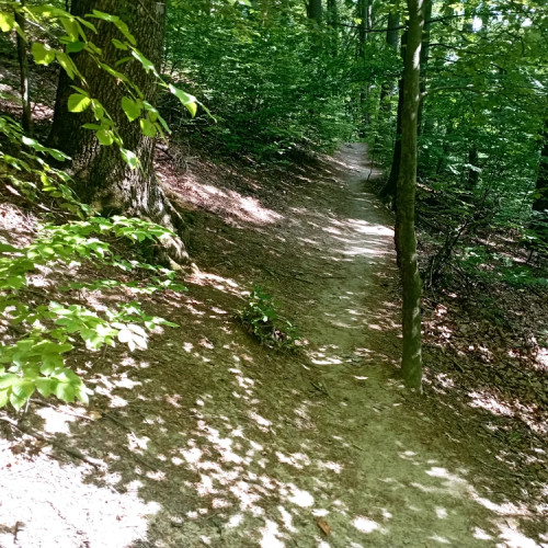 Barbat retinut pentru furt de arbori din padurea de la Corni