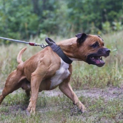 Daune de mii de euro pentru o femeie din Alba Iulia, după atacul unui câine agresiv