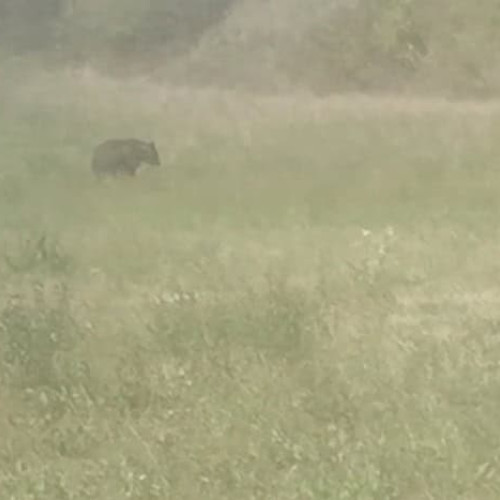 Urs lovit de o mașină pe un drum din Alba