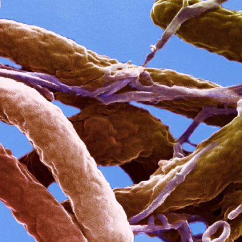 Creștere alarmantă a cazurilor de holeră la nivel mondial în 2023