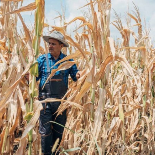 Agricultorii din Buzău, afectați grav de secetă, se tem de faliment