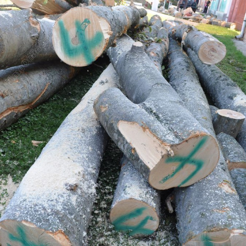 Disponibilitate de lemn de foc la Ocolul Silvic Bistrița și Beclean