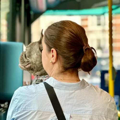 Accesul animalelor de companie în vehiculele STB, cu respectarea unor reguli