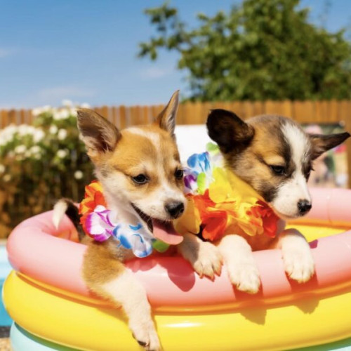 Campania "Doggy Pool Party" aduce bucurie câinilor din adăposturile ASPA