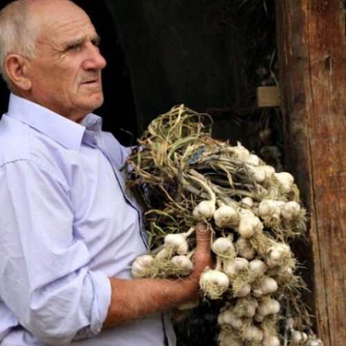 Departamentul pentru Agricultură Buzău acordă ajutoare financiare pentru cultivatorii de usturoi