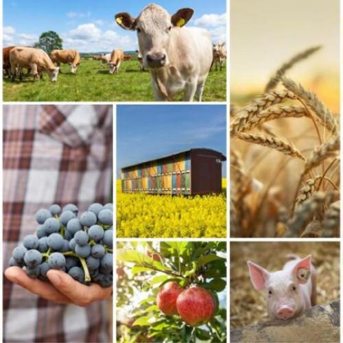 Recomandări pentru o platformă complexă în sectorul agroalimentar