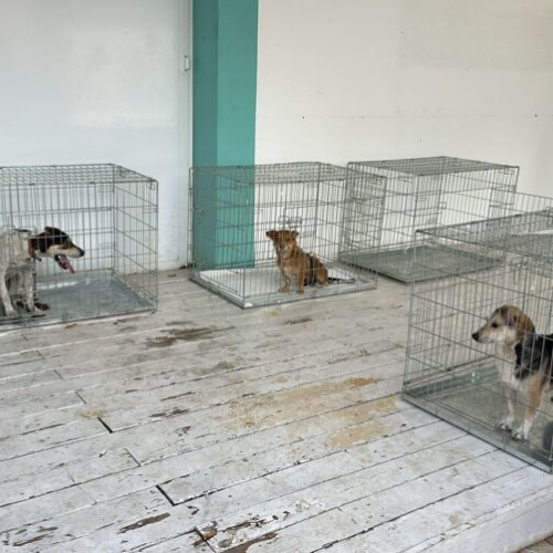 Sterilizările gratuite pentru câini și pisici continuă în București în luna septembrie