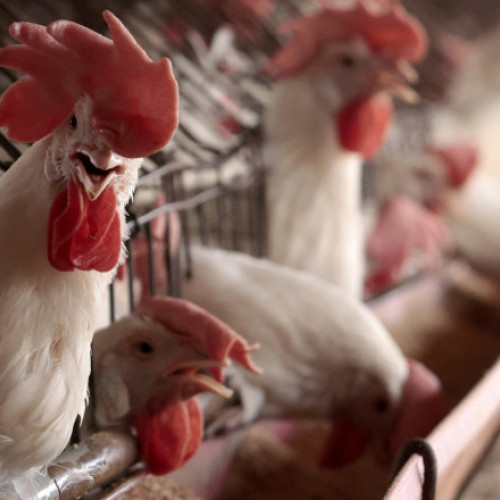 Primul caz de gripă aviară H5 confirmat la om fără expunere la animale infectate în SUA