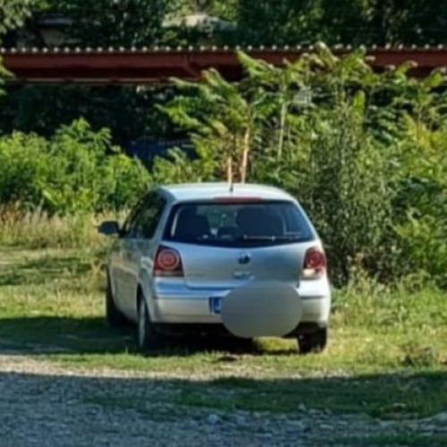 Botoșănean amendat pentru abandonarea puilor de pisică