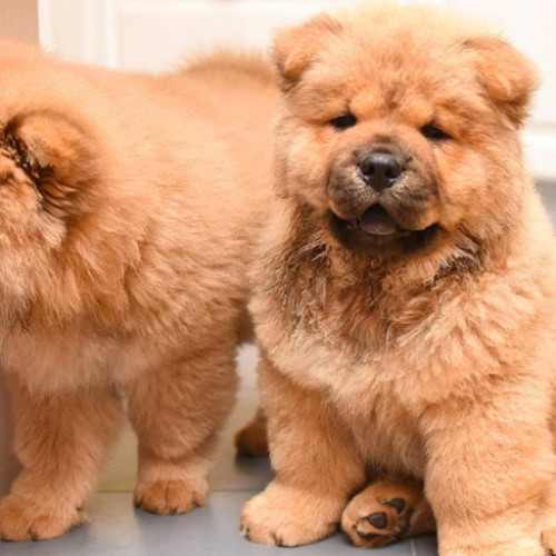 Rase de câini care pot fi lăsate singure acasă fără probleme