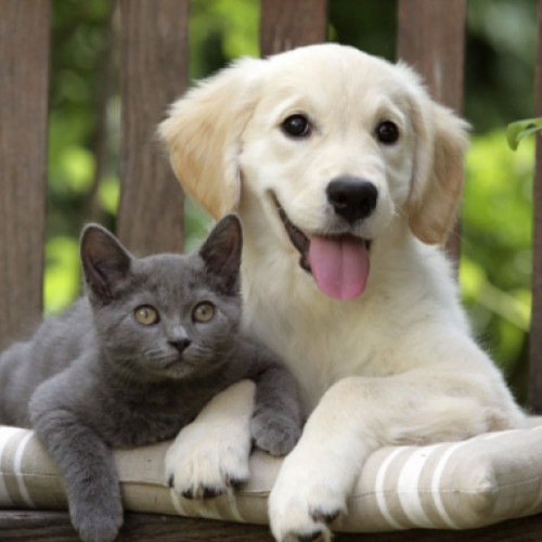 Metode eficiente pentru a reduce părul lăsat de animalele de companie toamna