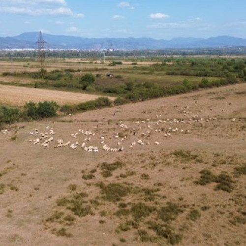 Incendiu de vegetație în zona livezii din Ardusat