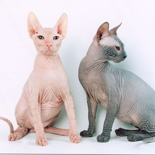 Pisicile: Creaturi inteligente cu un mod unic de a percepe lumea