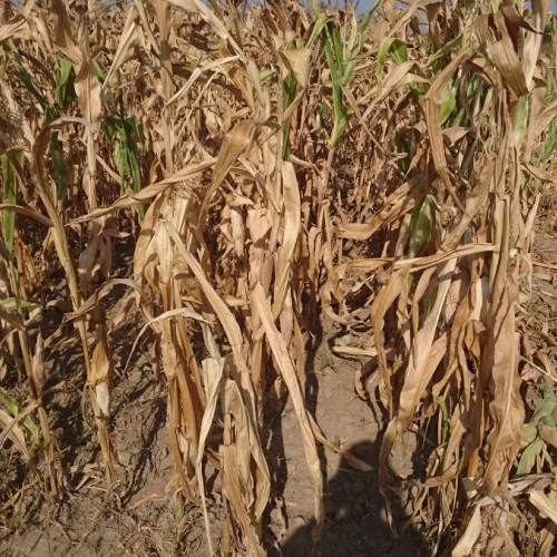 Seceta devastatoare afectează agricultorii din Botoșani