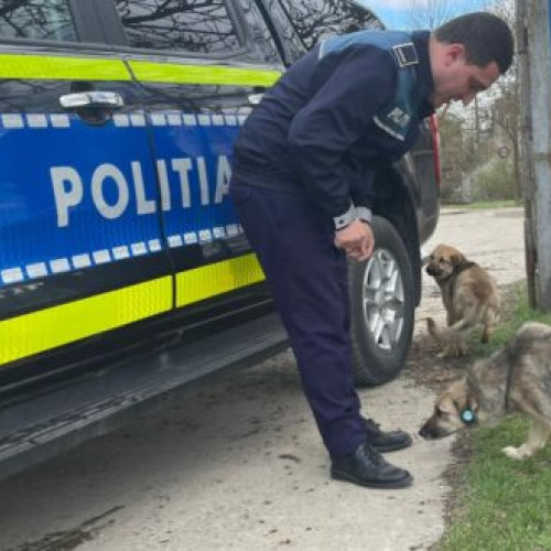 Acțiune a poliției pentru protecția animalelor în județul Vaslui
