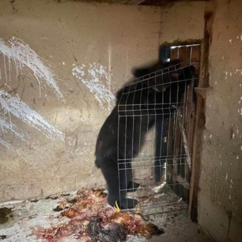 Ursul împușcat la Borlești: o situație controversată în programul de relocare