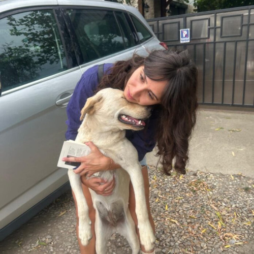 Protecția animalelor CJ Ilfov începe o acțiune de sterilizare și microcipare a câinilor fără adăpost în Popești-Leordeni