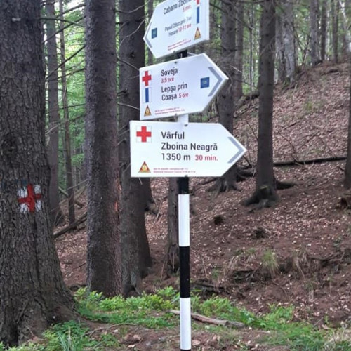 Bărbat ucis în urma căderii unui copac în Zboina Soveja