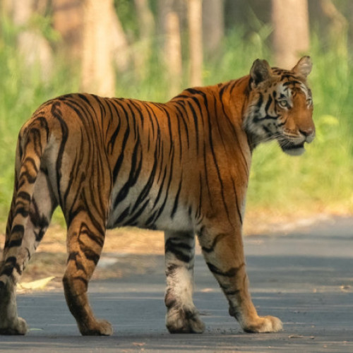 Tigru evadat dintr-o grădină zoologică din Mexic, cauzează panică în Texas