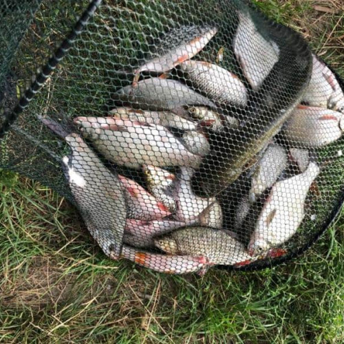 Scandal la AJVPS Sibiu: Prețuri mari pentru autorizația de pescuit recreativ