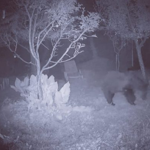 Ursul surprins pe străzile comunei Golești