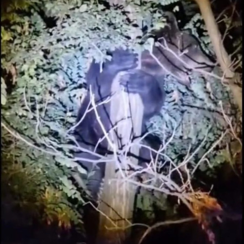 Urs văzut pe periferia municipiului Focșani