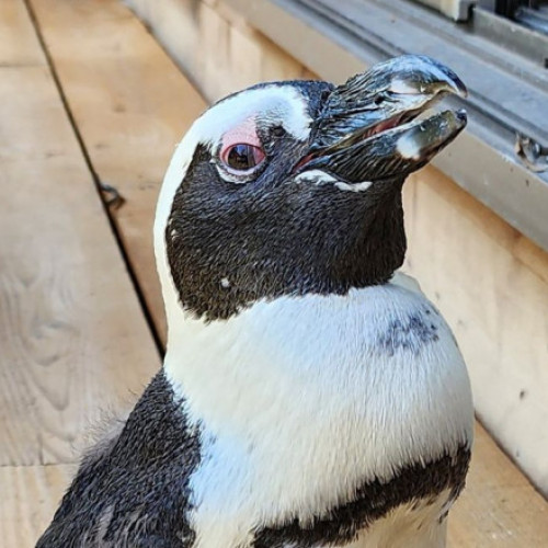 Pinguinul Pen-Chan supraviețuiește două săptămâni în mare după o evadare spectaculoasă