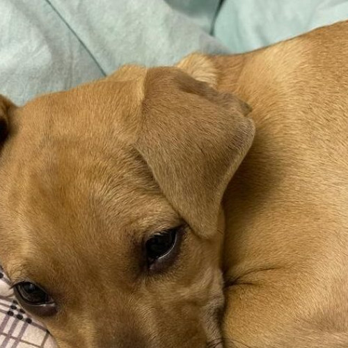 Un bărbat din Alba, trimis în judecată după ce câinii săi au omorât un cățel