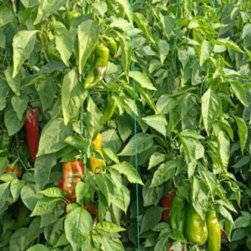 Ministerul Agriculturii anunță un nou ajutor pentru producătorii de legume