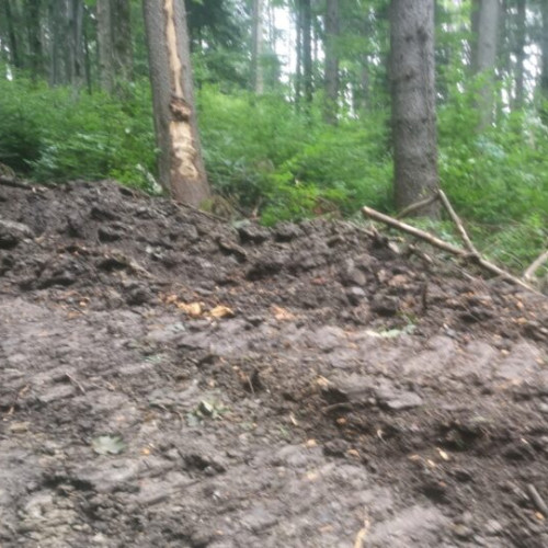 Accident tragic în pădurea de la Broșteni: un muncitor și-a pierdut viața