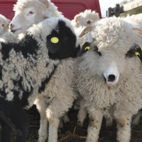 Întâlnire importantă între DSVSA Vaslui și crescătorii de ovine și caprine