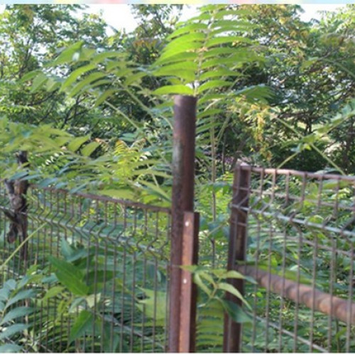 Patru societăți sancționate pentru neîntreținerea terenurilor