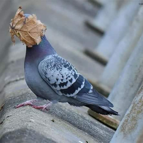 Alegerile prezidențiale din 2024: Data și candidații conturează atmosfera politică